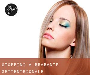 Stoppini a Brabante Settentrionale Stoppini a Brabante Settentrionale